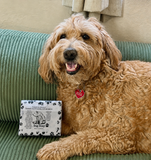 Dog Soap